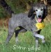 A photo of Yasmin, a silver standard poodle