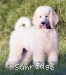 A photo of Gregory, a white standard poodle puppy