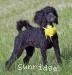 A photo of Sara, a black standard poodle puppy