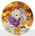 A photo of Penina, a cream standard poodle puppy