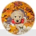 A photo of Riel, a white standard poodle puppy