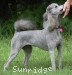 A photo of Pippi, a silver standard poodle