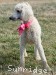 A photo of Penina, a white standard poodle
