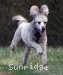 A photo of Sunridge Goddess Of Peace, a silver standard poodle
