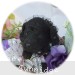 A photo of Bridgette, a silver standard poodle puppy
