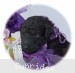 A photo of Putman, a silver standard poodle puppy