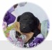 A photo of Burl, a blue standard poodle puppy
