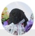A photo of Waldon, an abstract silver standard poodle puppy