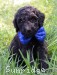 A photo of Barton, a silver standard poodle puppy