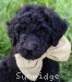 A photo of Burl, a blue standard poodle puppy