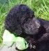 A photo of Glenda, a silver standard poodle puppy
