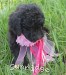A photo of Paccia, a silver standard poodle puppy
