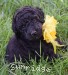 A photo of Olive (Yolina), a silver standard poodle puppy