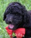 A photo of Redita, a silver standard poodle puppy