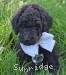 A photo of Waldon, an abstract silver standard poodle puppy