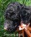 A photo of Ophelia, a silver standard poodle puppy
