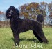 A photo of X. Skye of Sunridge, a blue standard poodle