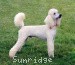 Sunridge Unforgettable Dreamz, a white standard poodle