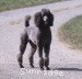 A photo of Sunridge Twilight Over Mount Bethel, a blue standard poodle
