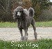 A photo of Sunridge Midnight Moondance, a silver standard poodle