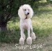 A photo of Sunridge Untouchable Elegance, a white standard poodle