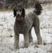 A photo of Sunridge Crystal Masterpiece, a silver standard poodle