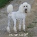 A photo of Sunridge Forever Untouchable, a white standard poodle