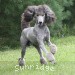 A photo of Sunridge Midnight Warrior Prince, a silver standard poodle