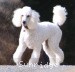 A photo of Sunridge Fire In The Moonlight, a white standard poodle