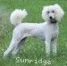 A photo of Sunridge Untouchable Twilight Rapture, a white standard poodle