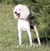 A photo of Sunridge Unforgettable Dreamz, a white standard poodle