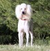 Sunridge Unforgettable Dreamz, a white standard poodle