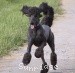 A photo of Sunridge Midnight Warrior, a blue standard poodle