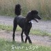 A photo of Sunridge Untouchable Twilight Reverie, a black standard poodle