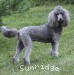 A photo of Sunridge Crystal Vision, a silver standard poodle