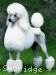 Mill Rose Masterpiece, a white standard poodle