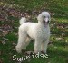 A photo of Sunridge Shimmering Dreamz, a white