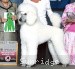 A photo of Timber Ridges Untouchable, CH, a white standard poodle