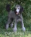 A photo of Sunridge Untouchable Twilight Princess, a silver standard poodle