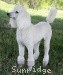 A photo of Sunridge Vision In the Moonlight, a white standard poodle