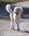 A photo of Prairieland Rock Me Babe, a white standard poodle