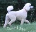 A photo of Sunridge Moonlight Dream Maker, a white standard poodle