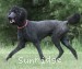 A photo of Sunridge Midnight Blue, a blue standard poodle