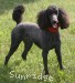 A photo of Sunridge Princess of My Dreamz, a blue standard poodle