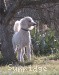 A photo of Sunridge Untouchably Elite, a white standard poodle