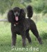 A photo of Sunridge Untouchably Exquisite, a blue standard poodle