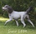 A photo of Sunridge Untouchable Vision, a silver standard poodle