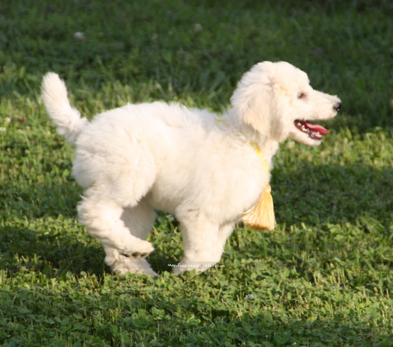Photo of Lady Bella