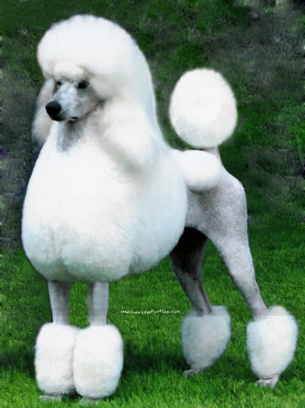 white male poodle